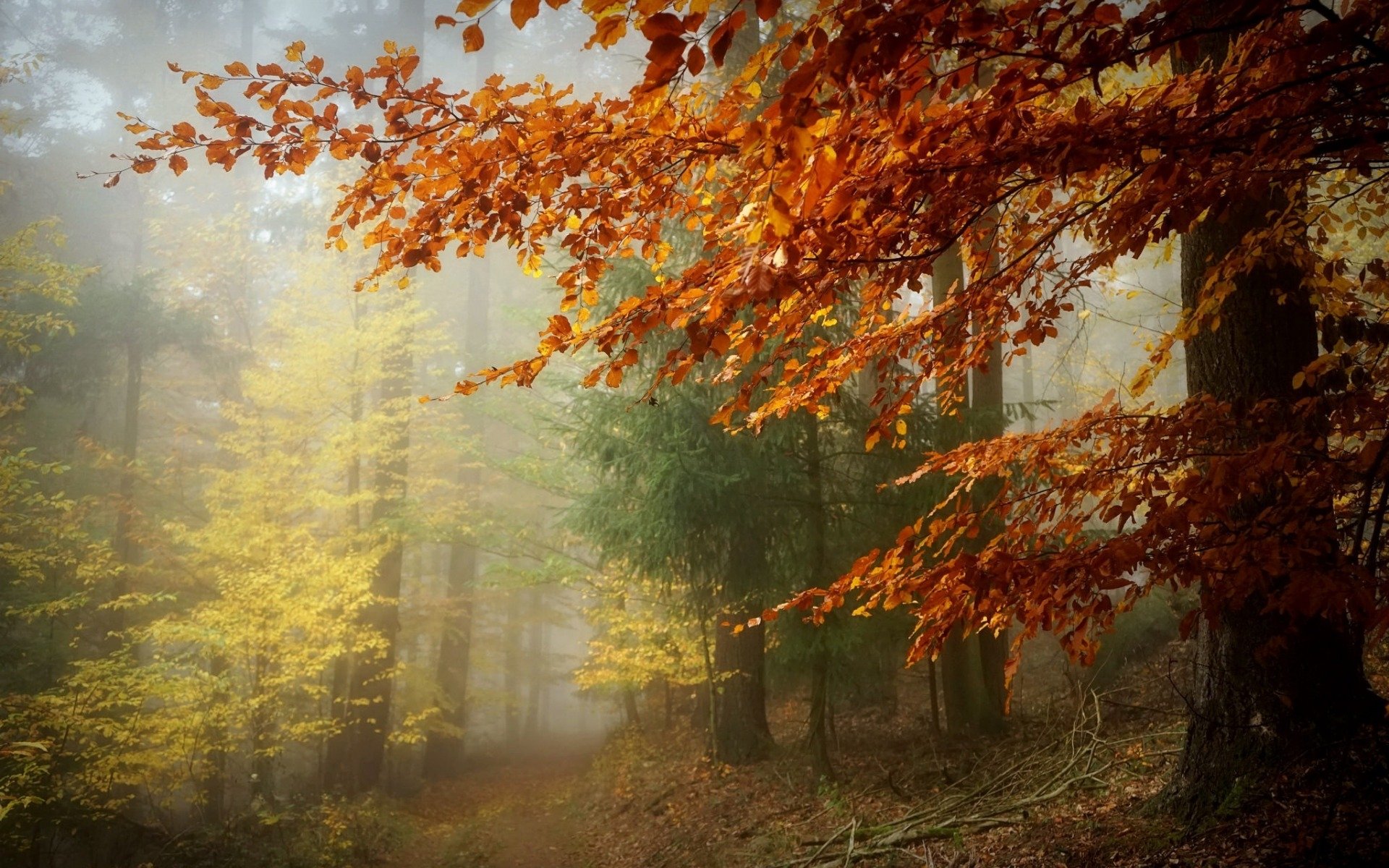 Wallpaper : forst, natur, nebel, Wald, fog, forest, mist, nature, woods,  eifel, tree, trees, baum, baume 2978x1980 - - 1038030 - HD Wallpapers -  WallHere
