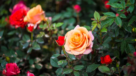rose bush peach flower flower nature rose HD Desktop Wallpaper | Background Image