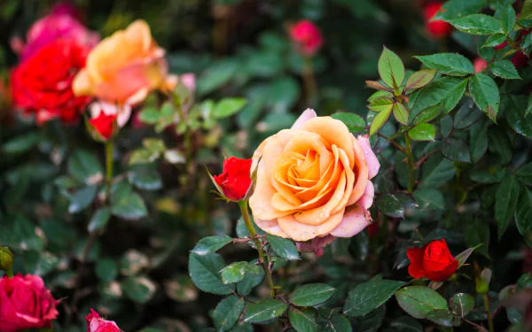 rose bush peach flower flower nature rose HD Desktop Wallpaper | Background Image