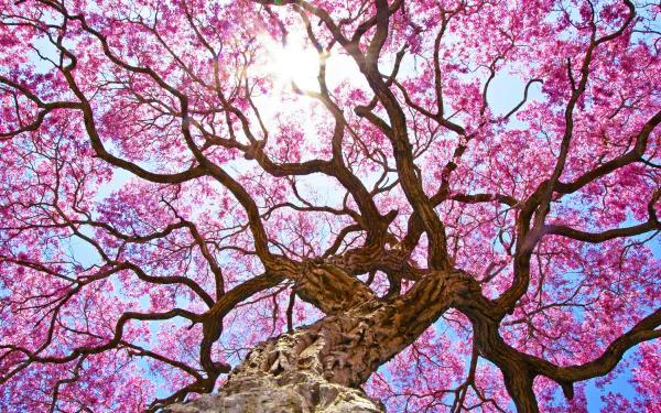  Sunshine Through Pink Blossoms