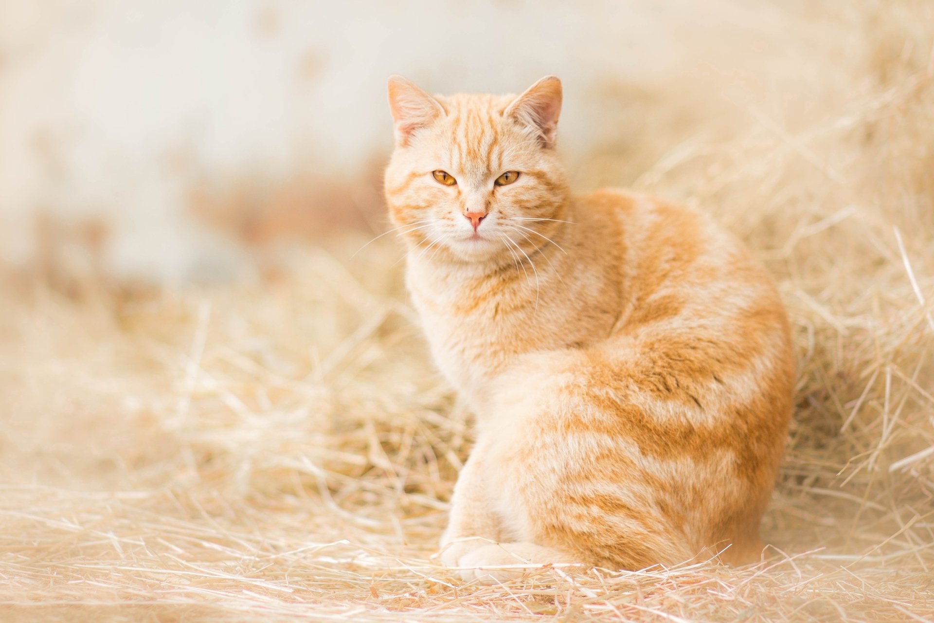 HD desktop wallpaper featuring a ginger cat with a steady stare, sitting on a bed of straw, capturing a calm and natural animal scene.