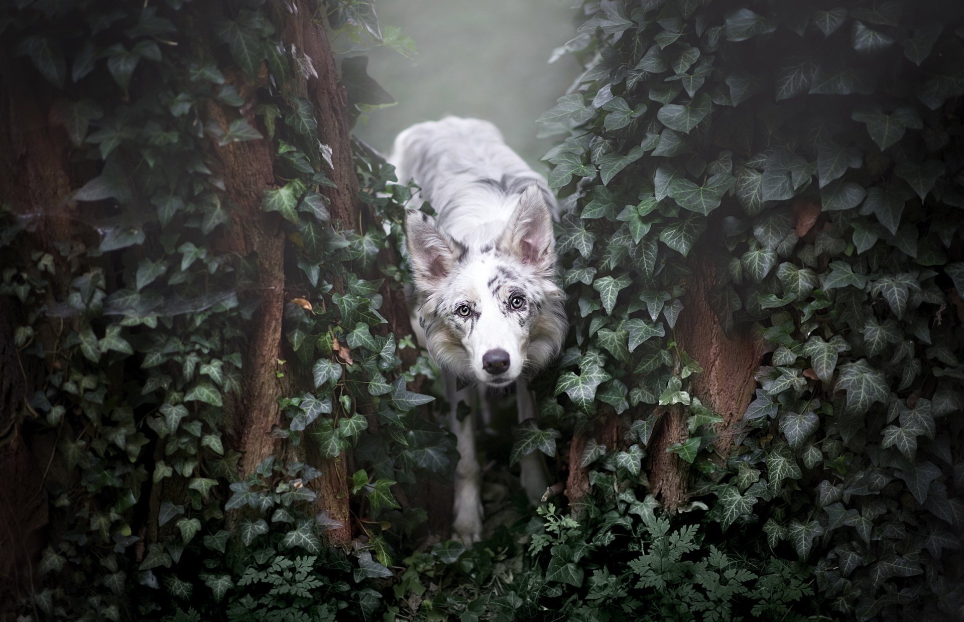 HD PC desktop wallpaper of a border collie dog stepping through thick ivy vines, misty forest backdrop.