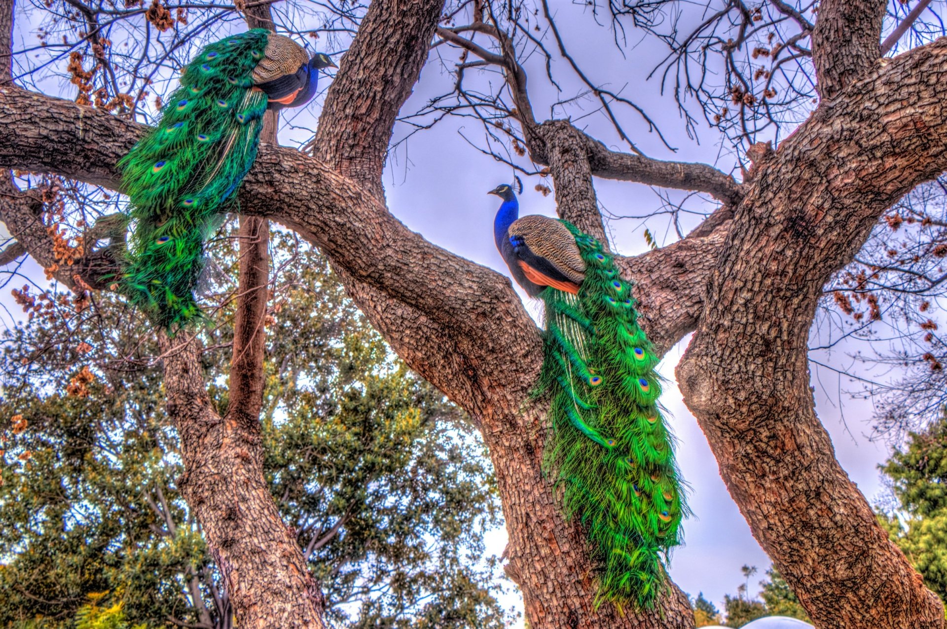 Two Peacocks in a Tree HD Wallpaper | Background Image | 2409x1600 | ID