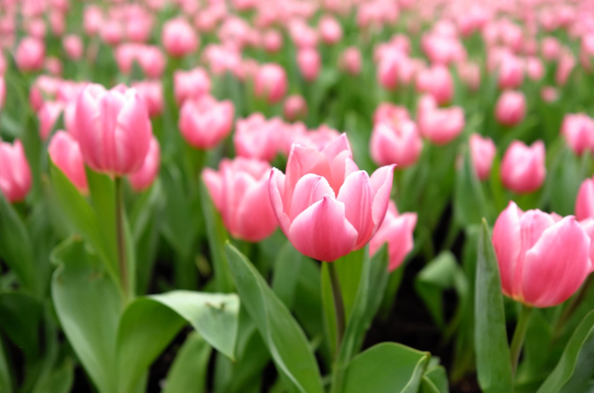 Tulip HD Wallpaper | Background Image | 2048x1356 | ID:864422