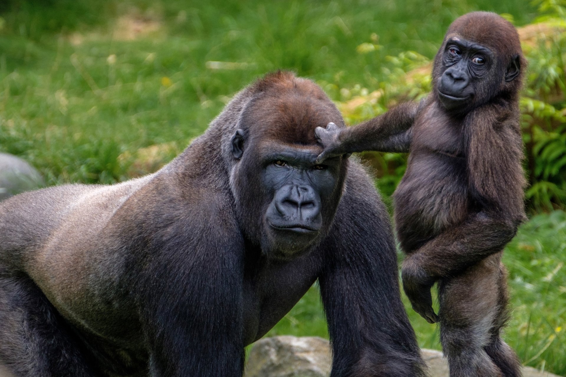 Young gorilla playfully touching an adult gorilla in a green outdoor setting, captured in high-definition for a desktop wallpaper featuring primates and baby animals.