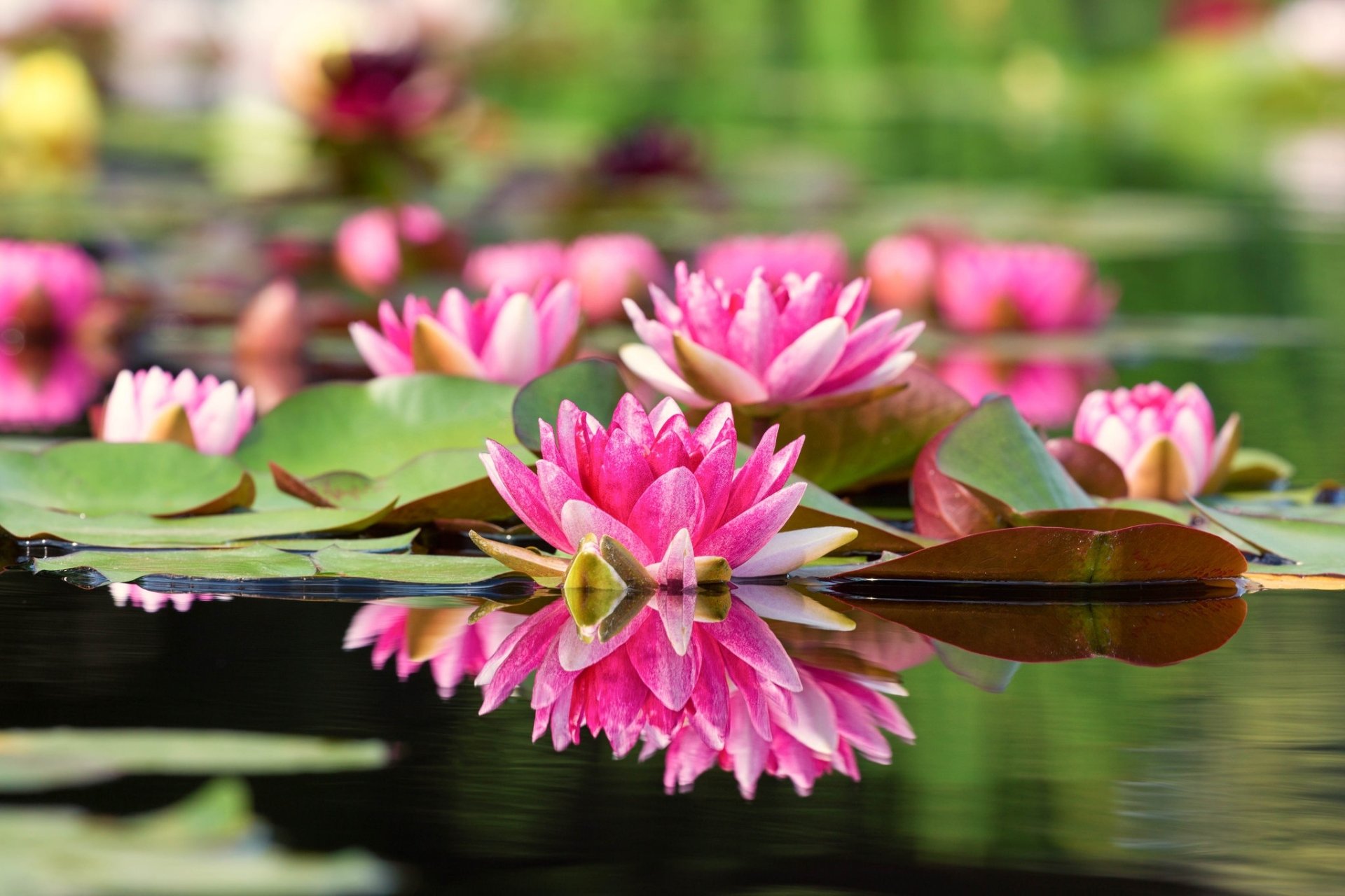 Download Depth Of Field Water Reflection Pink Flower Flower Nature