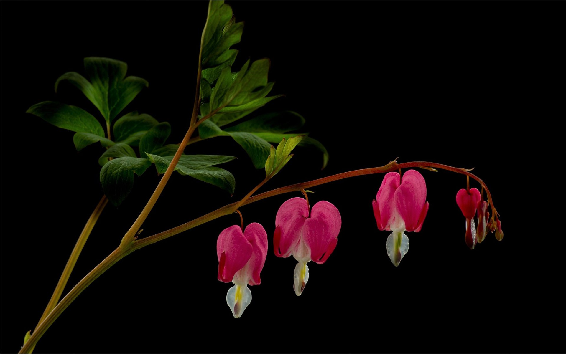 Bleeding Heart Flower HD Wallpaper