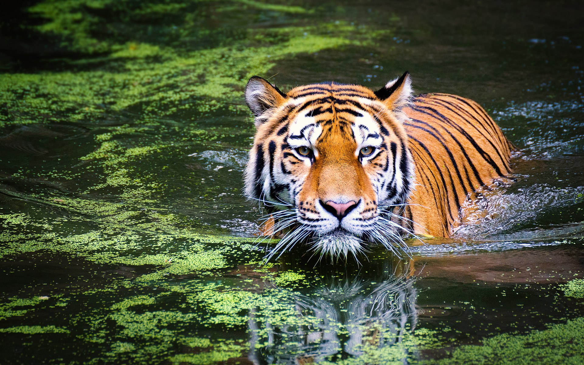 A tiger swimming in water with green algae, its reflection visible in the calm surface. The image is a HD desktop wallpaper and background.