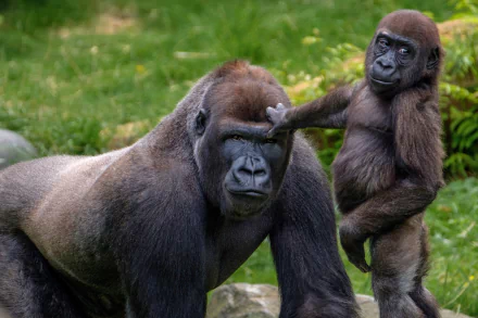 Young gorilla playfully touching an adult gorilla in a green outdoor setting, captured in high-definition for a desktop wallpaper featuring primates and baby animals.