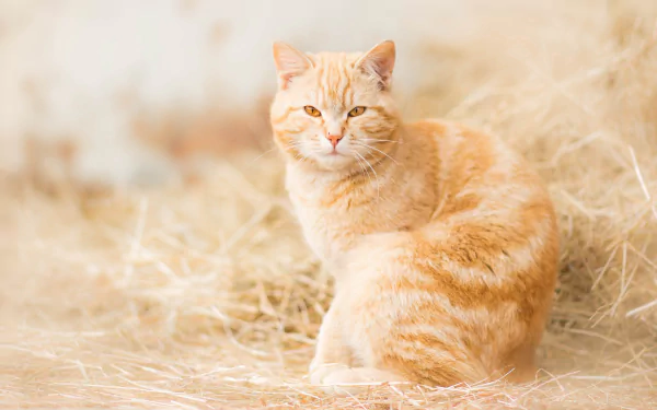 HD desktop wallpaper featuring a ginger cat with a steady stare, sitting on a bed of straw, capturing a calm and natural animal scene.