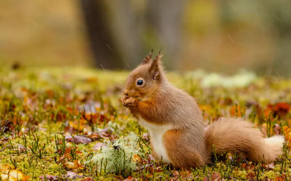 eating rodent Animal squirrel HD Desktop Wallpaper | Background Image