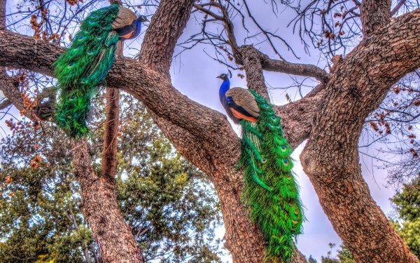 Animal Peacock Birds HDR Bird HD Wallpaper | Background Image