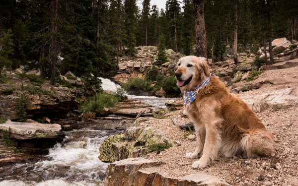 Animal Golden Retriever Dogs Dog Stream HD Wallpaper | Background Image