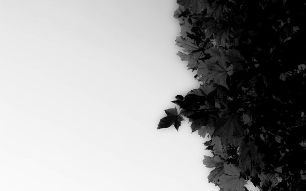 49 4K Ultra HD Blanco y negro Fondos de pantalla Fondos de Escritorio