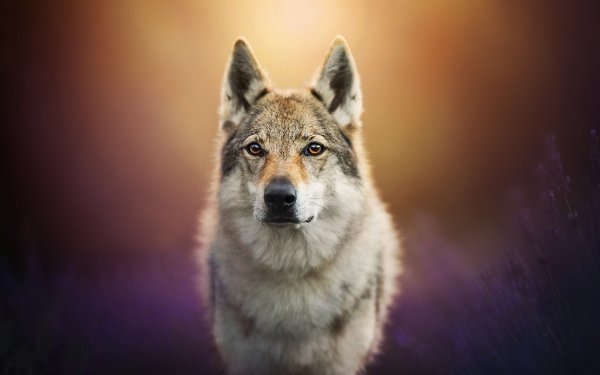 Animal Wolfdog Dogs Wolf Depth Of Field Muzzle Stare Czechoslovakian Wolfdog HD Wallpaper | Background Image