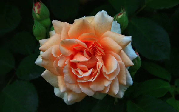  Peach Rose