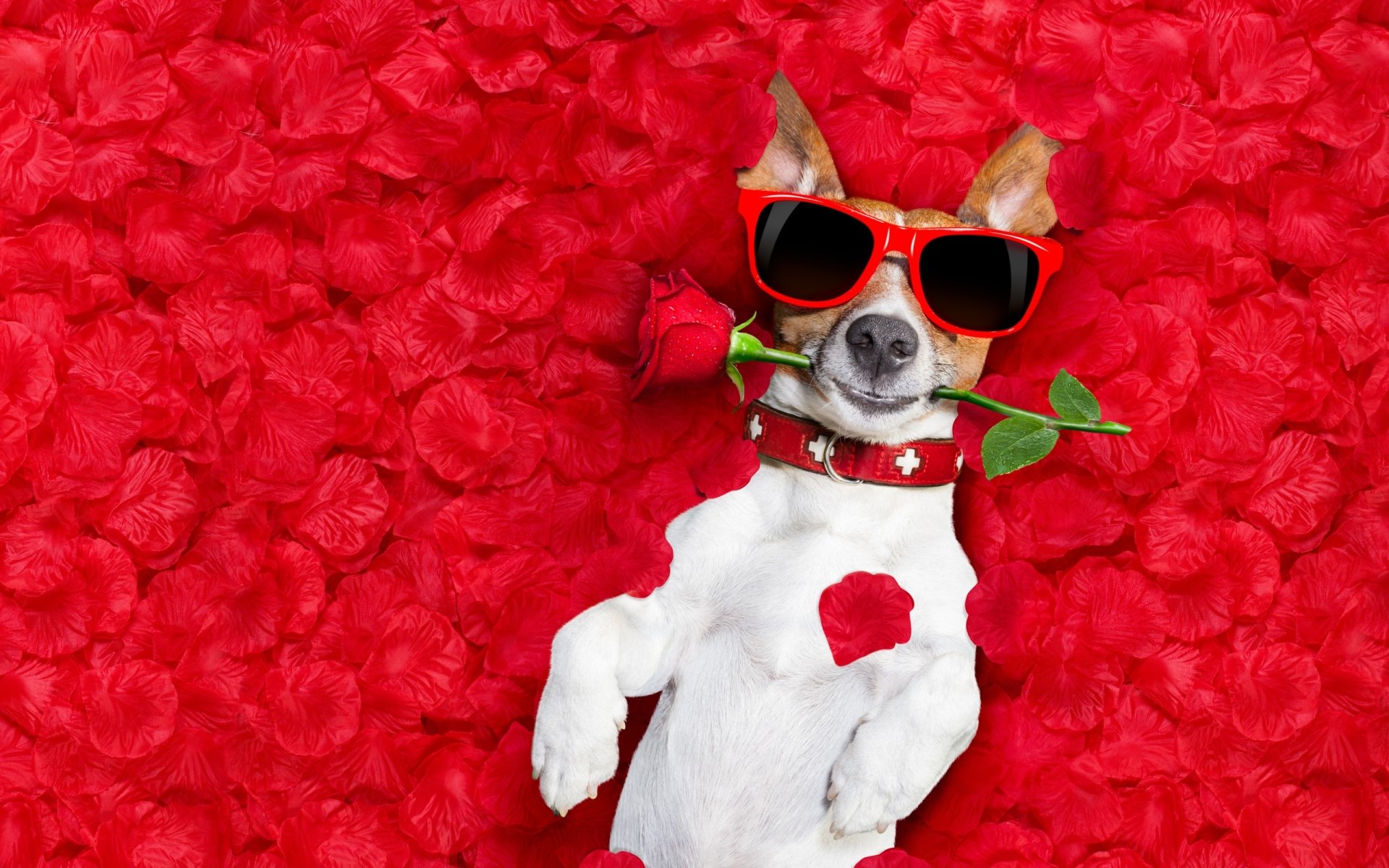 Download Red Rose Sunglasses Dog Petal Humor Animal Jack Russell