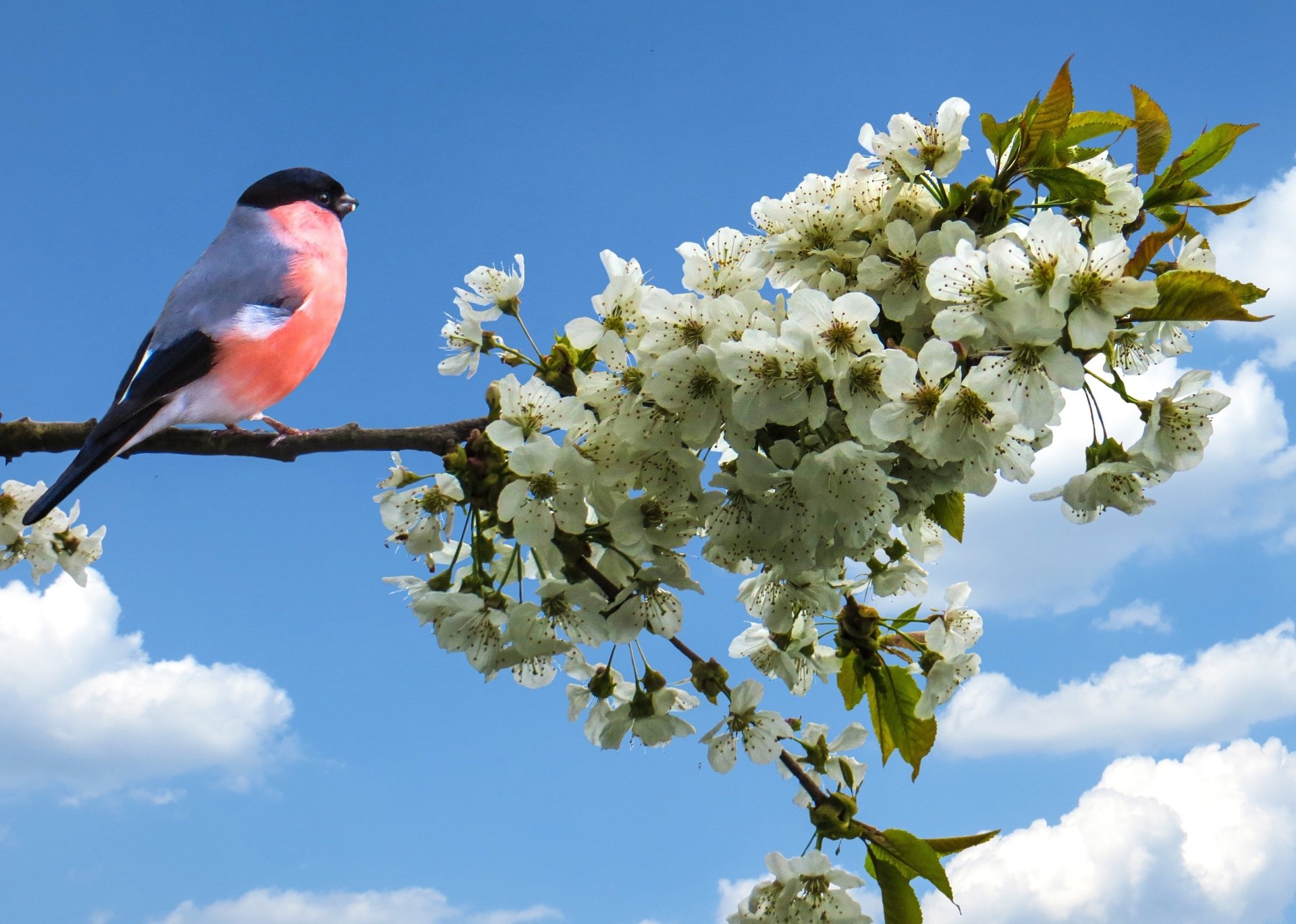 A vibrant bullfinch perched on a branch with white blossoms against a clear blue sky, captured in HD for a desktop wallpaper background.