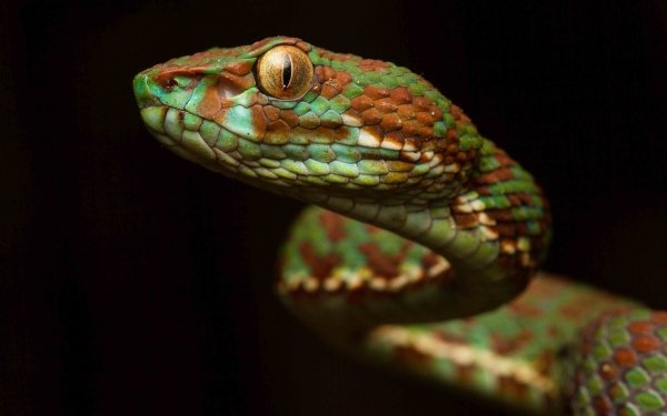 Animal Viper Reptiles Snakes Snake Reptile Close-Up HD Wallpaper | Background Image