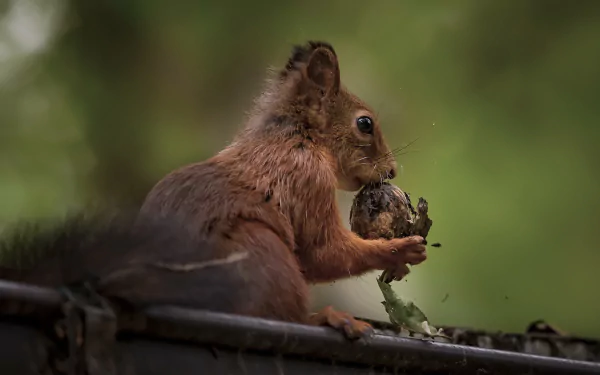 eating rodent Animal squirrel HD Desktop Wallpaper | Background Image