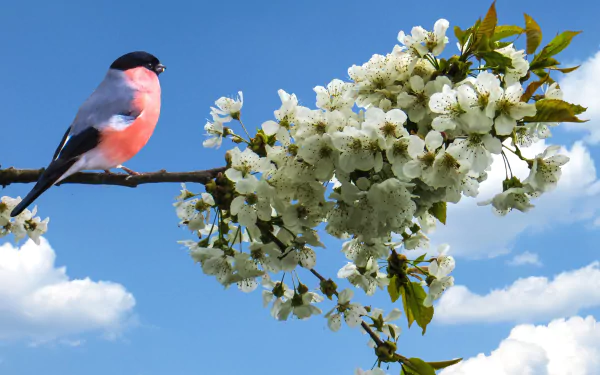 A vibrant bullfinch perched on a branch with white blossoms against a clear blue sky, captured in HD for a desktop wallpaper background.