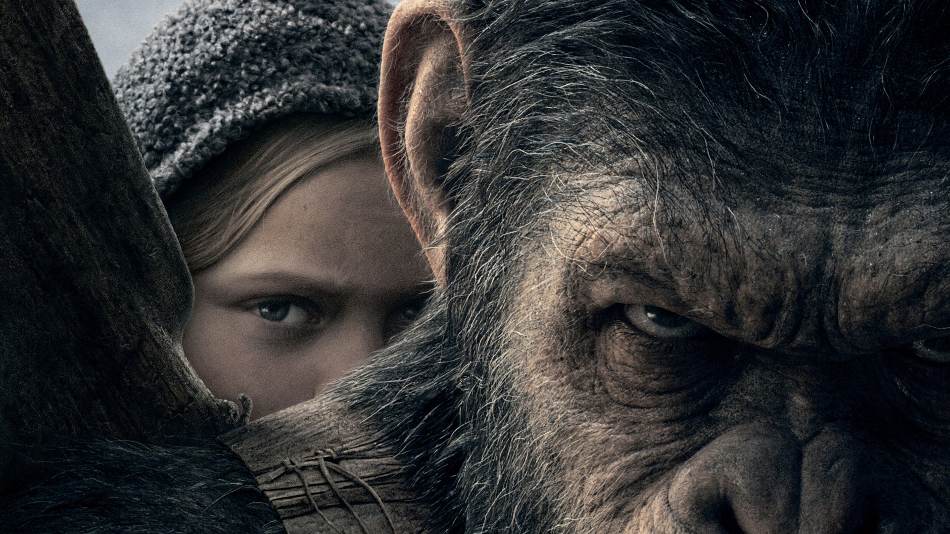 HD desktop wallpaper from the movie War For The Planet Of The Apes featuring a close-up of an intense ape and a partially hidden human.