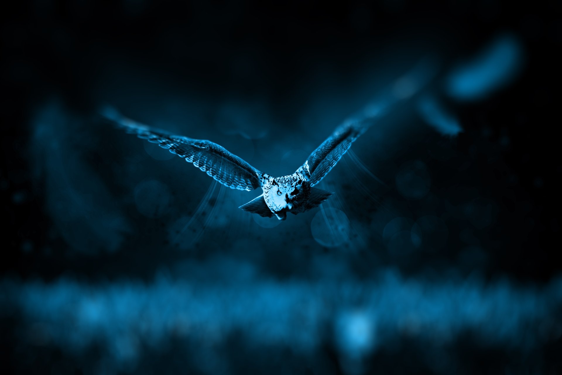 HD desktop wallpaper featuring a night-time bokeh effect with an owl in flight. The image captures the bird in sharp focus against a blurred, night-lit background.