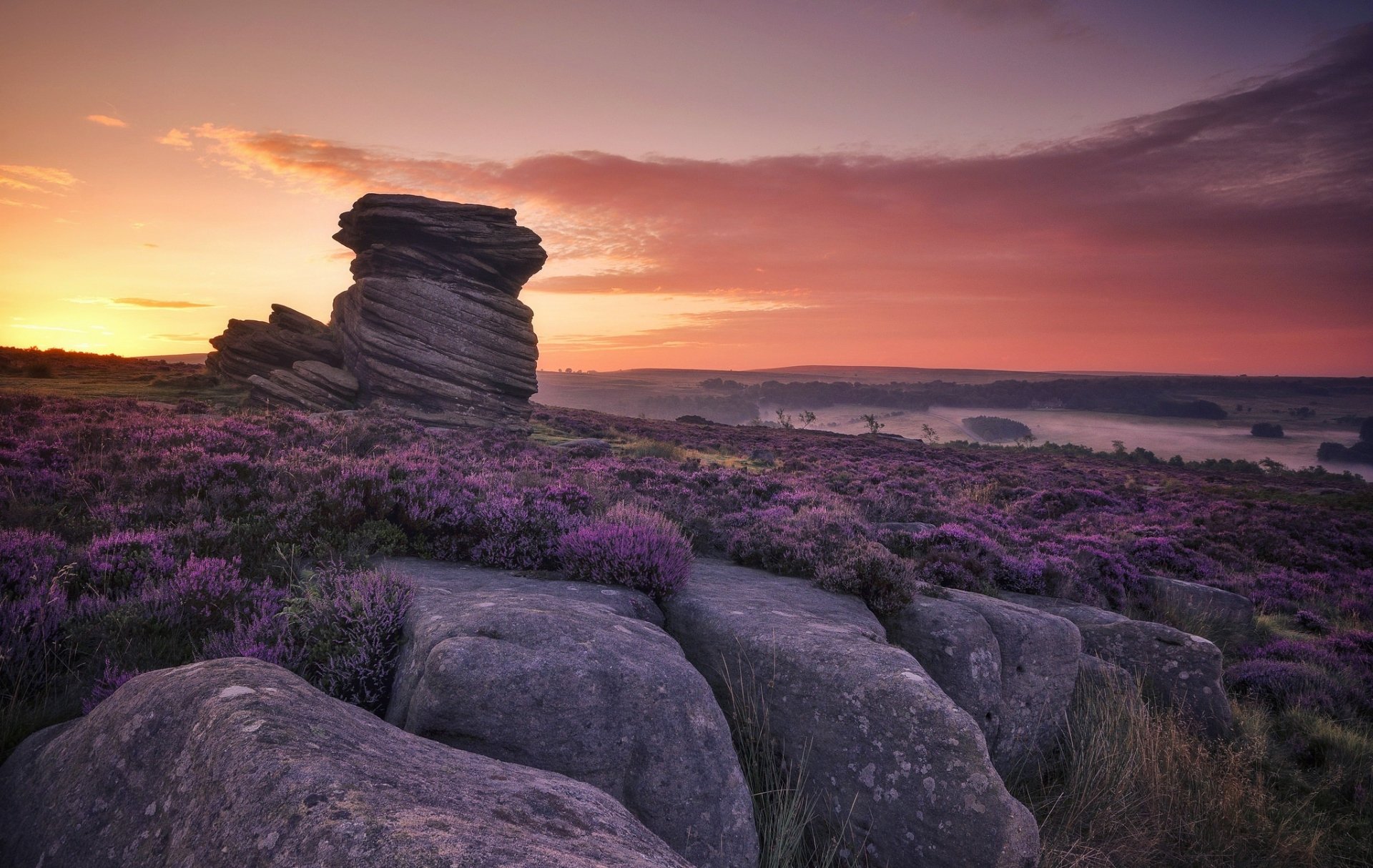 Sunrise Over Purple Flower Fields: Stunning Nature HD Landscape ...