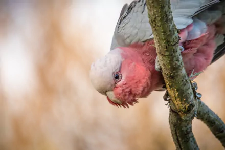 Close-up HD wallpaper of a vibrant pink and grey Galah cockatoo perched on a tree branch, showcasing intricate feather details in natural light.