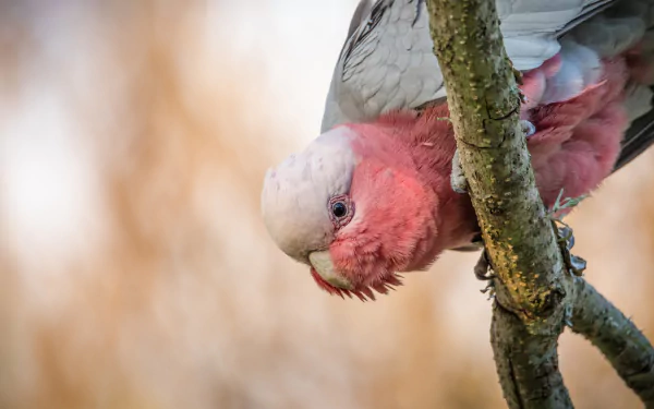  Also known as the Rose-breasted cockatoo, Galah cockatoo and Roseate cockatoo