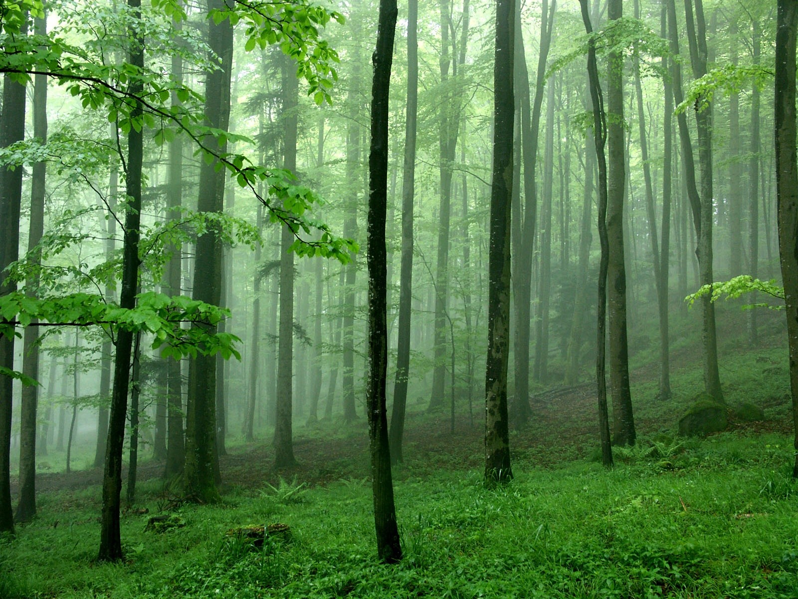 Nature Forest HD Wallpaper | Background Image