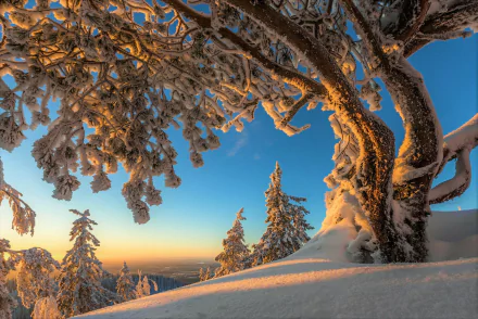 2K Quad HD PC desktop wallpaper: winter nature scene of snow-covered trees and a twisted foreground tree framing a distant snowy mountain beneath a clear blue sky.