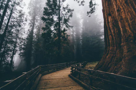 HD desktop wallpaper of a foggy forest with tall trees and a man-made boardwalk path winding through the misty landscape.