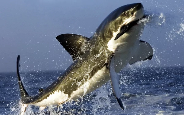 HD desktop wallpaper featuring a great white shark breaching out of the ocean water, creating a dramatic, powerful scene. The image captures the dynamic moment against a clear sky background.