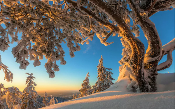 2K Quad HD PC desktop wallpaper: winter nature scene of snow-covered trees and a twisted foreground tree framing a distant snowy mountain beneath a clear blue sky.