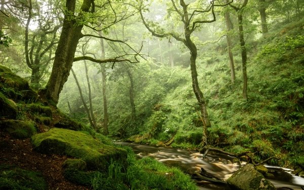 Earth Stream Nature Forest Tree Greenery HD Wallpaper | Background Image