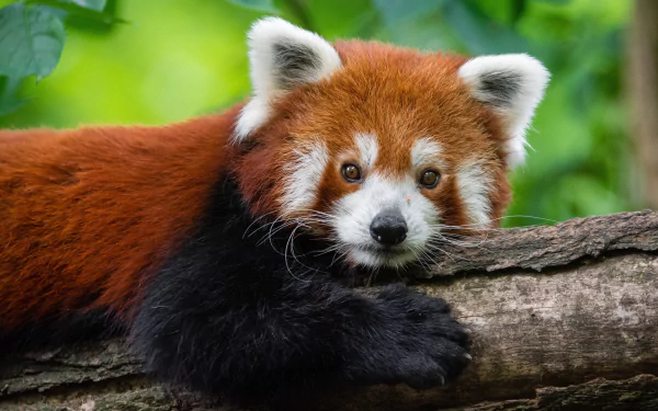 A red panda relaxes on a tree branch, showcasing its distinctive reddish-brown fur and playful expression, featured in this stunning 4K Ultra HD desktop wallpaper.