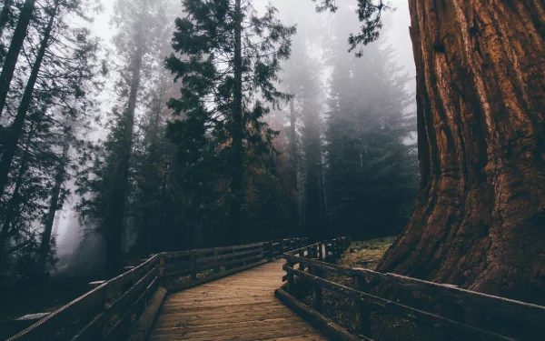 HD desktop wallpaper of a foggy forest with tall trees and a man-made boardwalk path winding through the misty landscape.