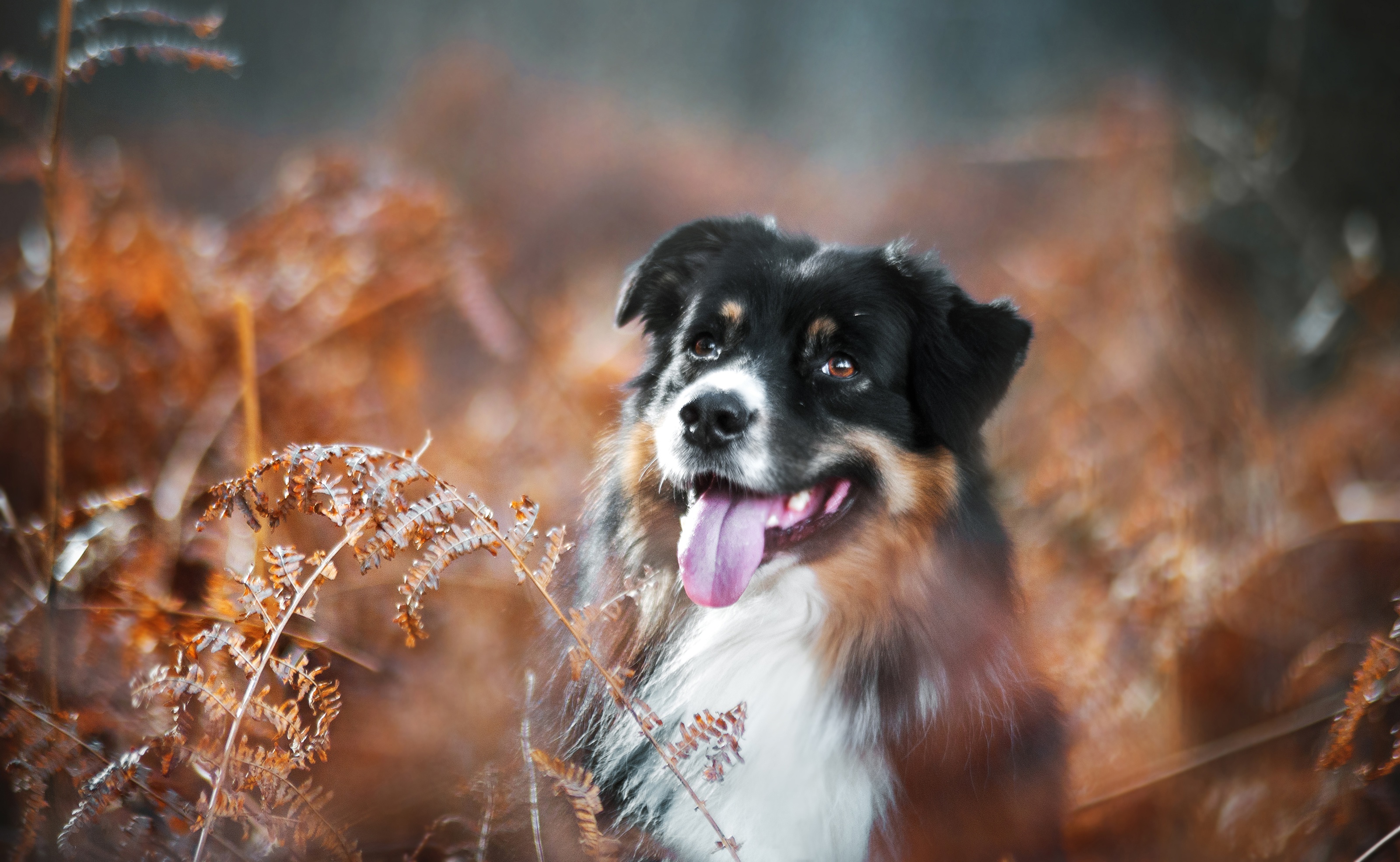 Australian Shepherd HD Wallpaper | Background Image | 3200x1971