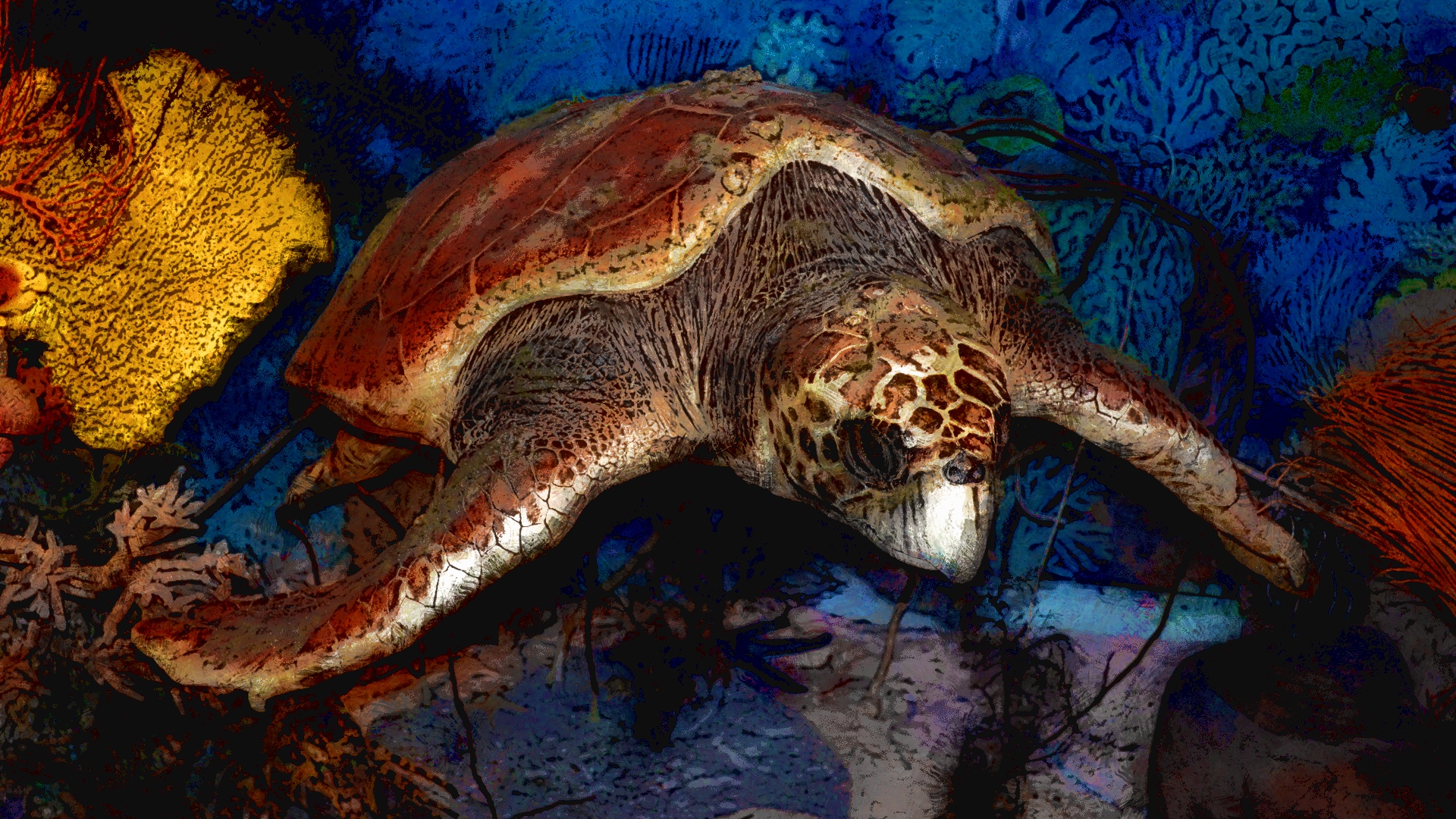 Animal Turtle HD Wallpaper | Background Image