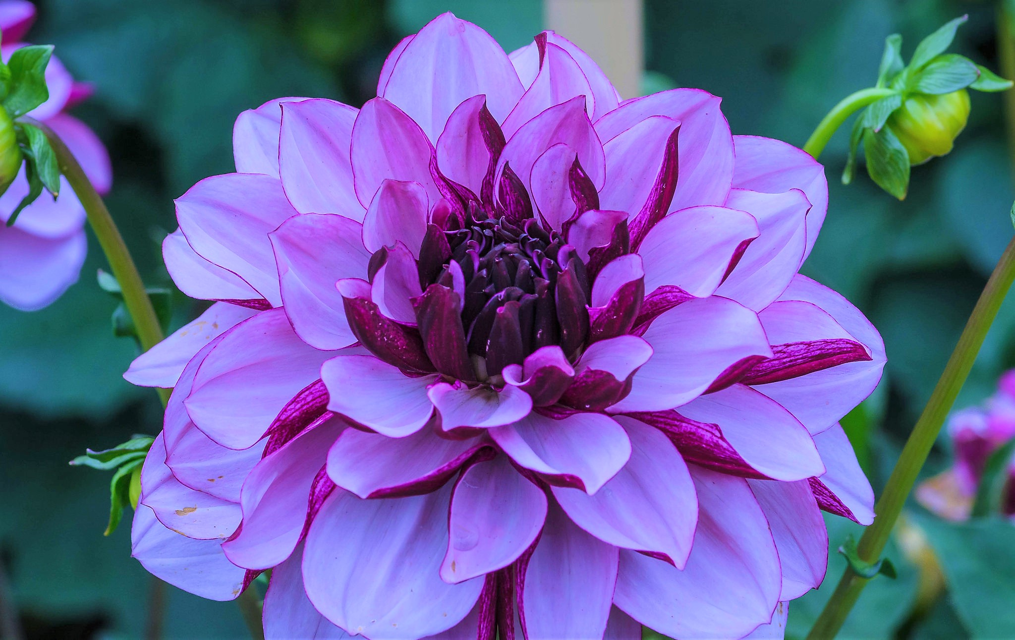 Download Purple Flower Flower Nature Dahlia HD Wallpaper