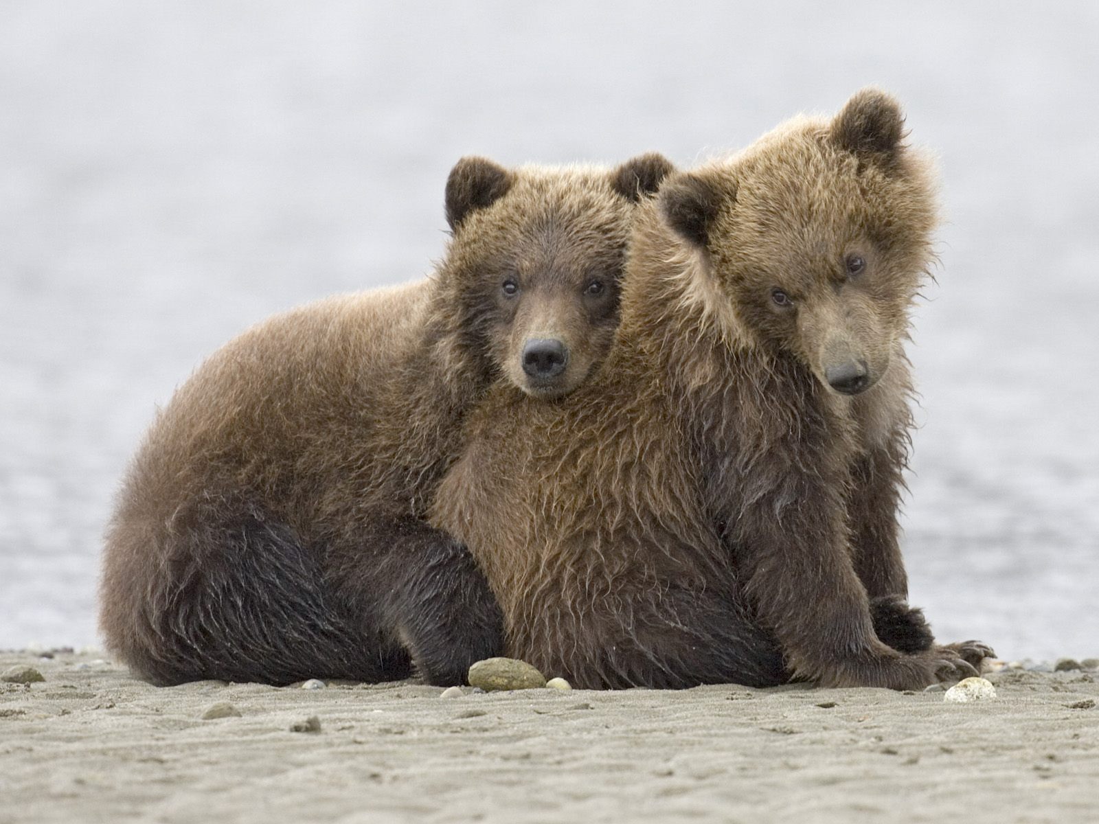 Grizzly bear cubs playing in the wilderness of Katmai National Park, Alaska.