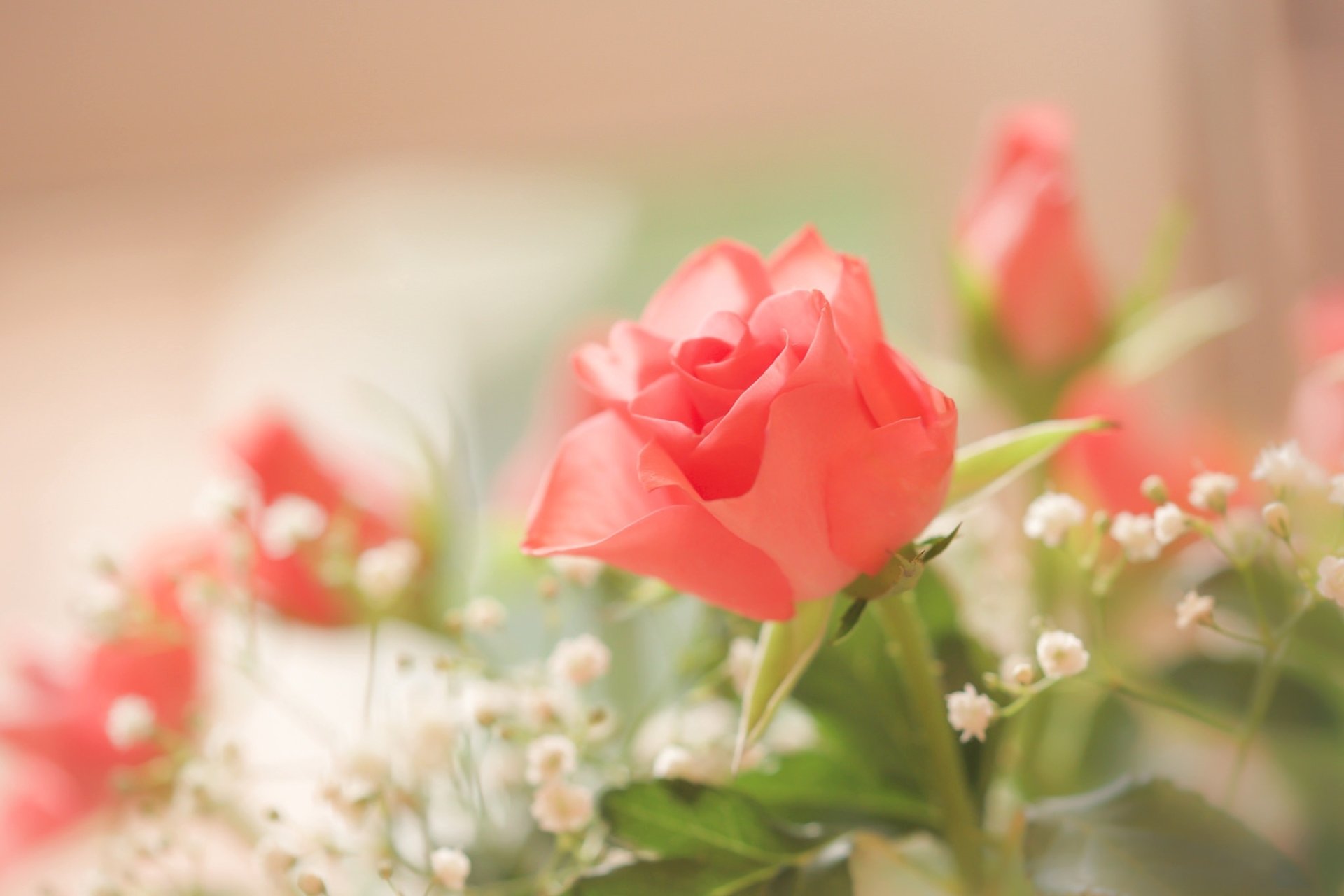 Download Pink Flower Close-up Flower Nature Rose HD Wallpaper ...