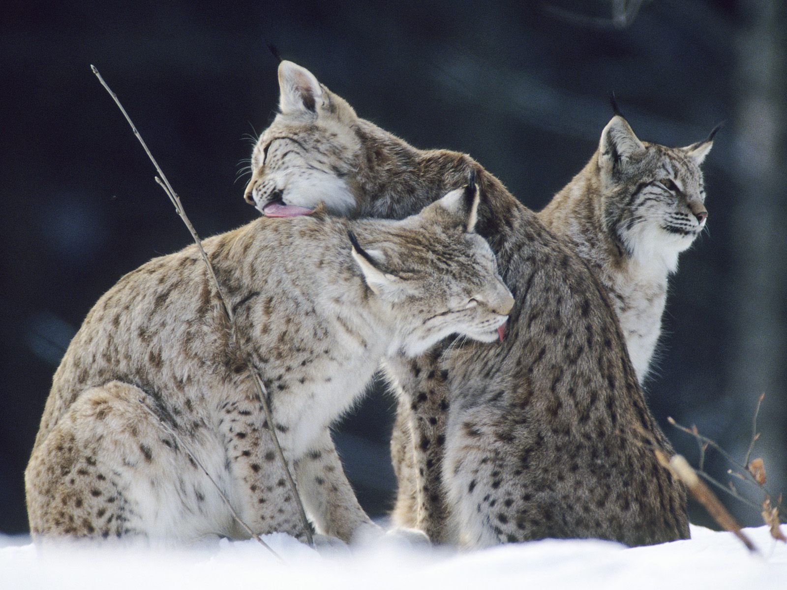 Lynx HD Animals 4k Wallpapers Images Backgrounds Photos and Pictures