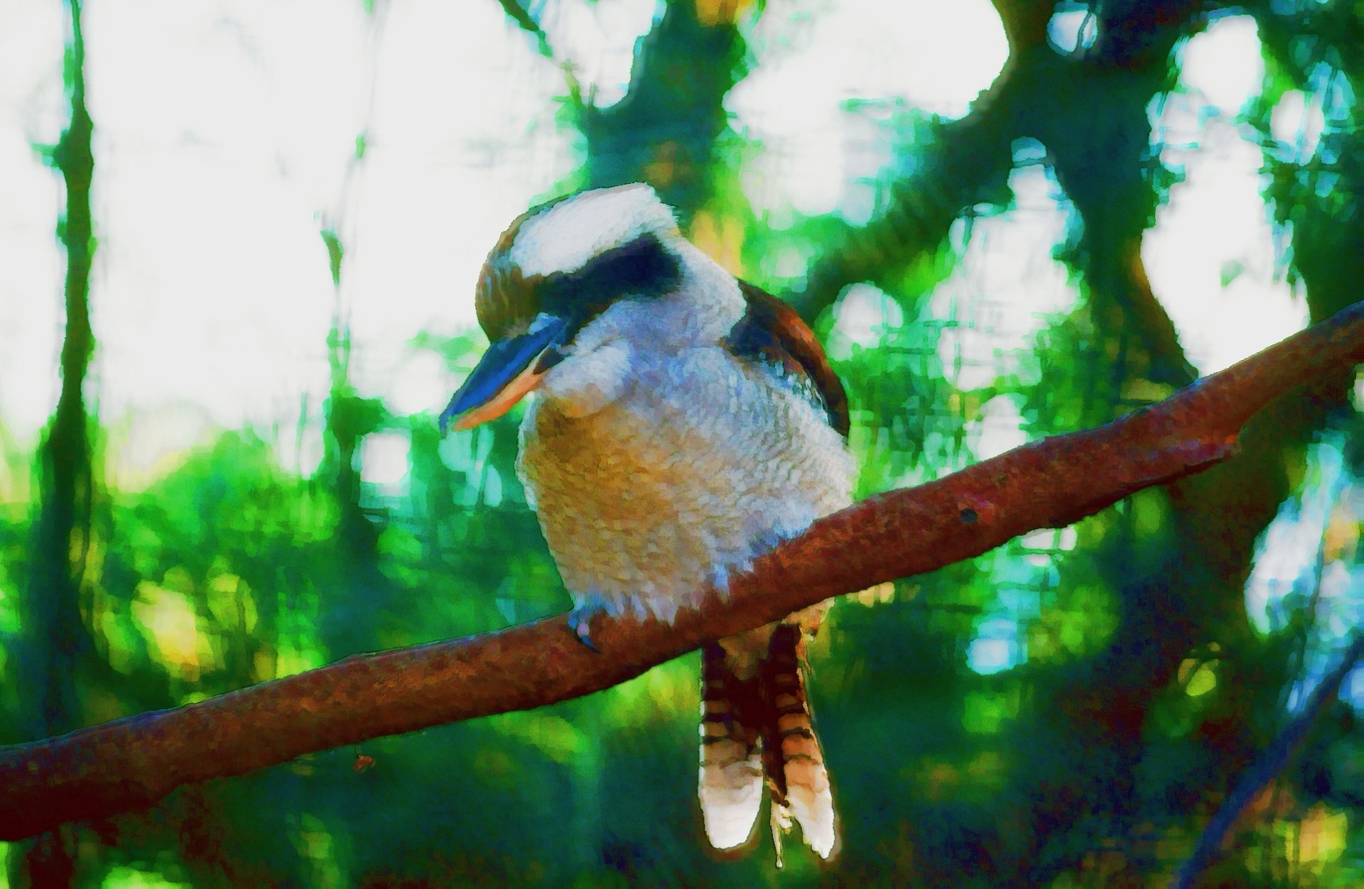 HD painting of an Australian kookaburra perched on a branch, showcasing vibrant colors and detailed feathers, used as a PC desktop wallpaper background.