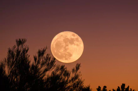 4K Ultra HD desktop wallpaper showing a glowing full moon rising above silhouetted tree branches against a warm-toned evening sky in nature.