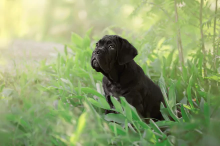 depth of field baby animal puppy dog Animal Cane Corso HD Desktop Wallpaper | Background Image
