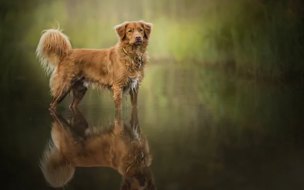 A Nova Scotia Duck Tolling Retriever stands in calm water, with its clear reflection visible, set against a soft, blurred natural background.