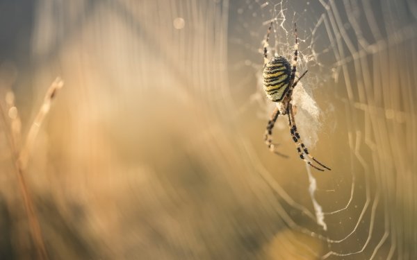 Animal Spider Spiders Macro Spider Web Arachnid HD Wallpaper | Background Image