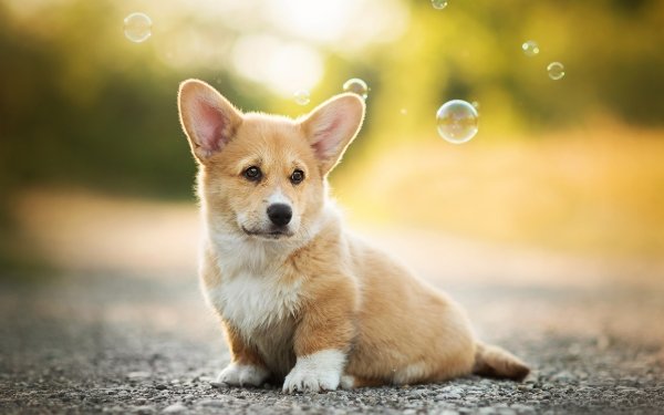 Animal Corgi Dogs Dog Depth Of Field Baby Animal Puppy Bubble HD Wallpaper | Background Image